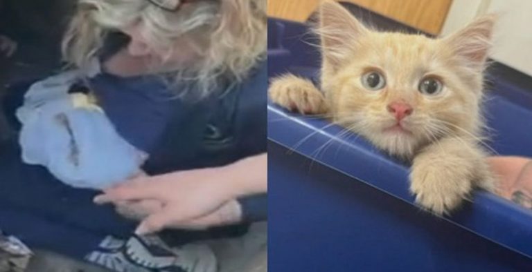 After leaving the hospital, the nurses hear a kitten meowing from the hatch and decide to intervene.