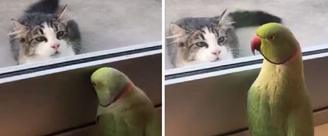 Seeing a cat in front of the door, the parrot decided to tease him