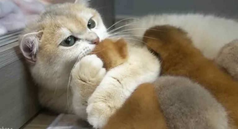 Mama cat’s tender hug with baby kitten captures hearts with pure love