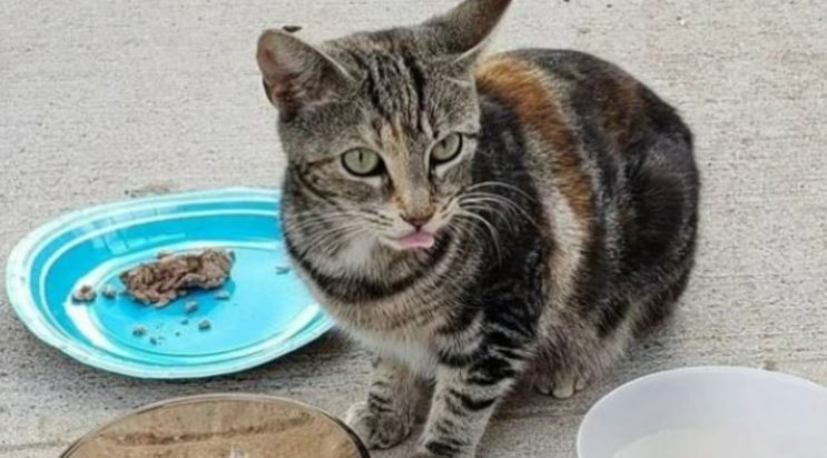 After feeding a stray cat and her kittens, the youngster took them in and adopted them