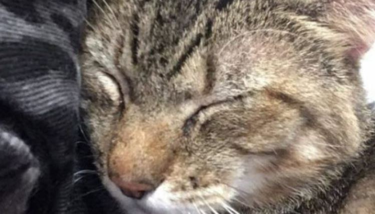 But since she couldn’t take him home with her, the shelter cat started cuddling a stranger who was passing by