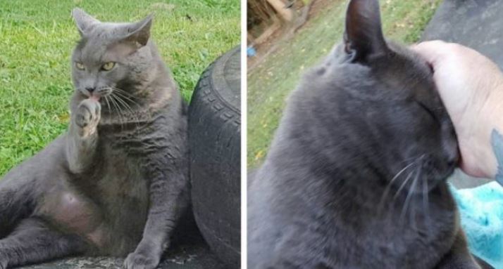 After being discarded by his old owners, this cat found a new home with a woman