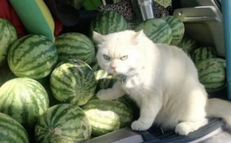 Watermelon farm’s cat has gained a following thanks to the internet. For this, let’s take a closer look