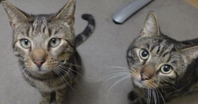 A guy had to say goodbye to one of his cats, but in the end, he met the love of his life because of the cat he had lost