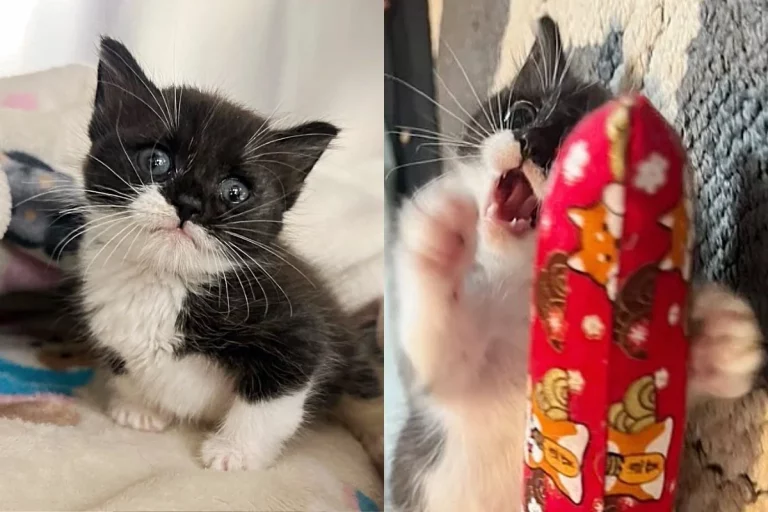 Kitten can’t walk for weeks, starts to see remarkable changes, now zooms and hops around with so much joy