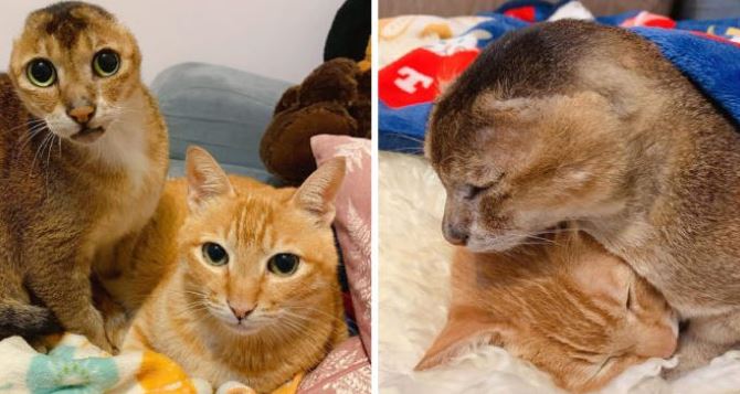 Potato, the homeless cat with no ears, has finally found a loving home after a lengthy wait