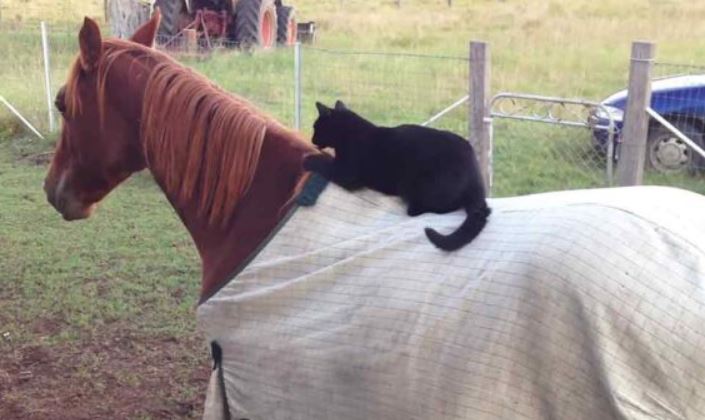 8-year-old horse takes his cat for a ride and warms our hearts