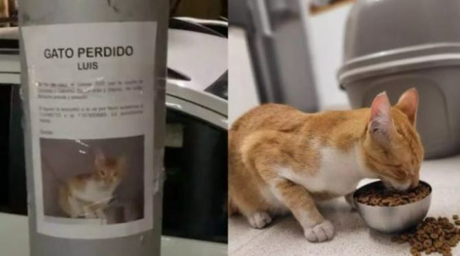 When a lady pauses to read a missing cat sign, she glances down to see whether it’s there