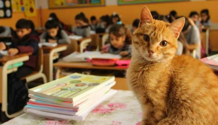 This cat lives in a school, and students regard him as their best friend