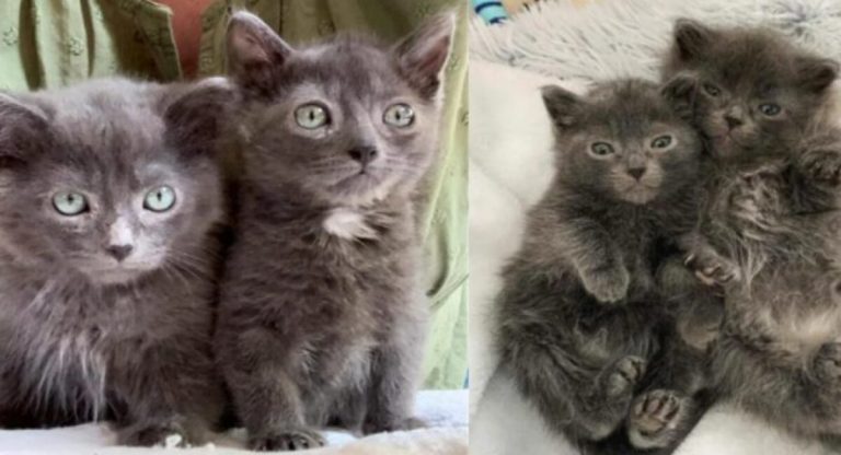 Small and brave cats made the decision to grow up together on their journey to a suitable home.