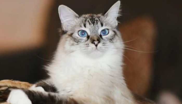 A stray cat is rescued, adopted, and transformed into something quite different