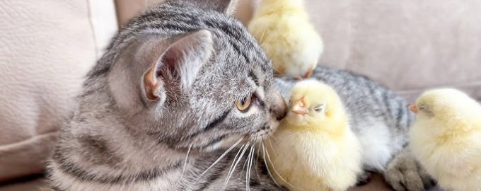 This little cat is very caring towards the little chick, just like its mother