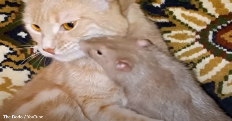 Playful rat loves giving her cat sister hugs and kisses