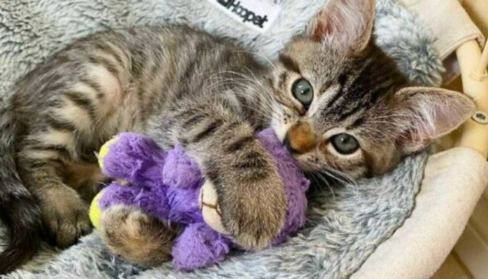 Kitten brings her favorite toy, which she kept with her during her rehabilitation, with her everywhere she goes