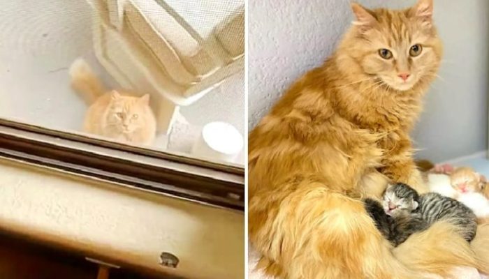 A pregnant cat knocks on a family’s door asking for help and adopts two kittens