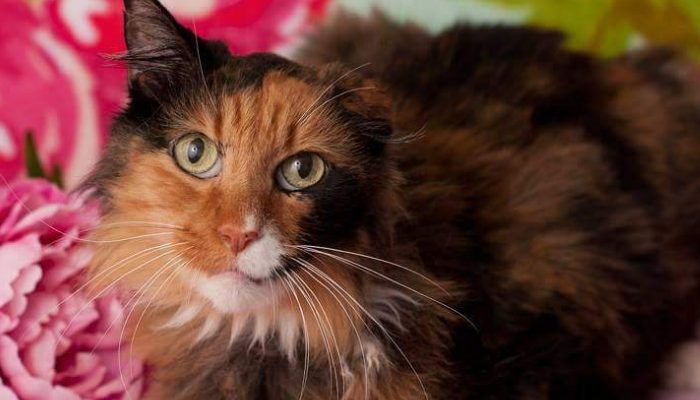 A 14-year-old emaciated cat that was rescued is relieved to have a full meal