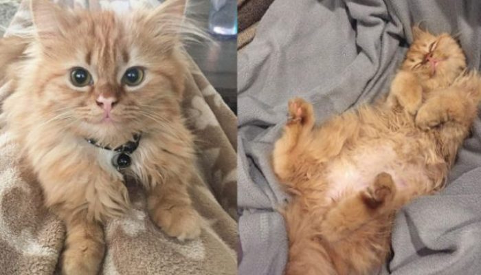 Purring nonstop after being rescued, this cat has a fresh lease on life