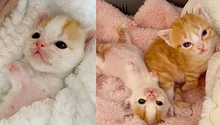 Kittens wiggle their tiny arms for a cuddle and are so happy to be cared for that you can tell