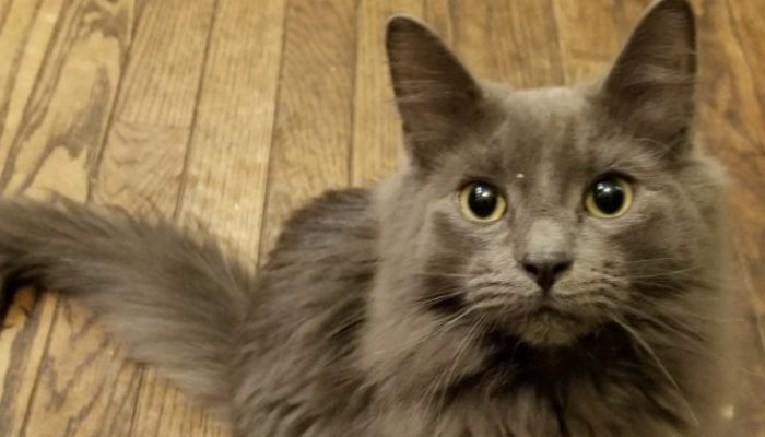 Cat returned after his long walk with a message attached to his collar, which he had worn for many hours