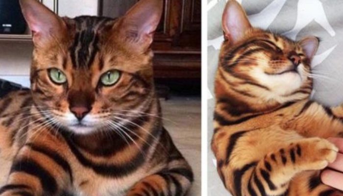 Thor, the Bengal cat shown on Animal Planet, may be seen in this photo