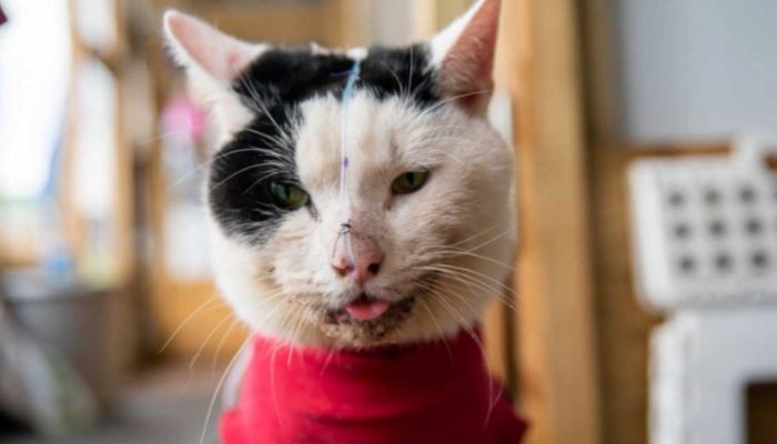 Cat falls down from the fifth floor of a 50-foot apartment building and miraculously survives