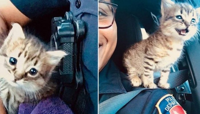 A policeman is motivated to bring a cat home after learning about his situation