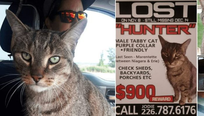 A 9-year-old child is awarded for finding a cat that had been lost for 74 days