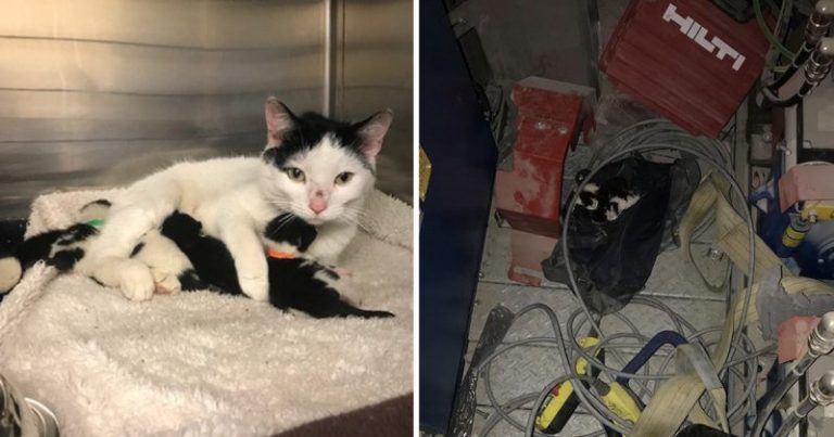 Looking inside the escalator, metro employees found a cat and newborn kittens