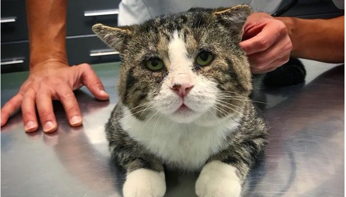 A cat finds a loving family after years of residing on the streets.