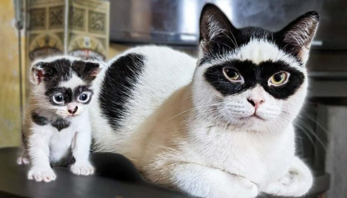 Meet Zika, the incredible cat father who has a twin kitten named Bika