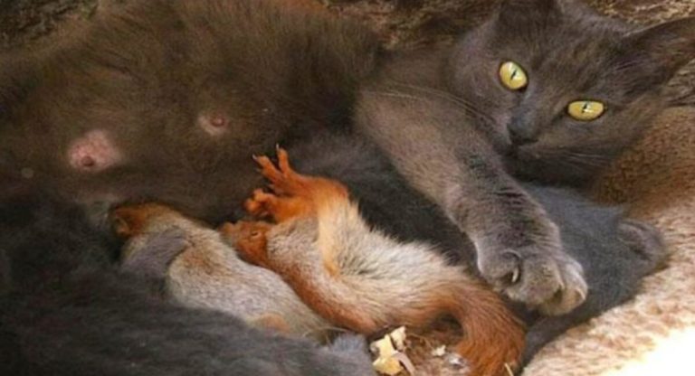 Four juvenile squirrels that were abandoned are taken up by a kind cat and raised as her own.