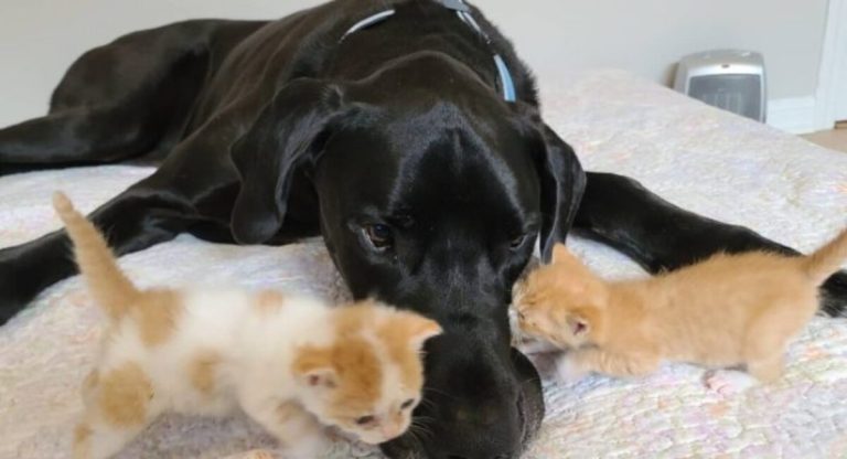 When it comes to caring for his owner’s cats, Cobi the dog becomes the most compassionate companion.