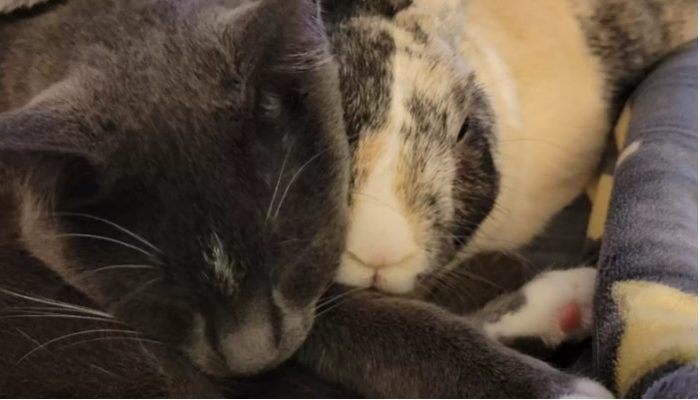 A rescued rabbit becomes her greatest buddy when she “adopts” a cat