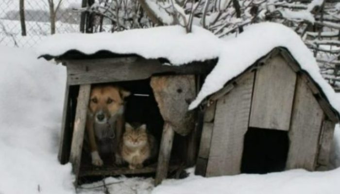 The dog next door took the pregnant cat in a booth after the owner threw her out of the home