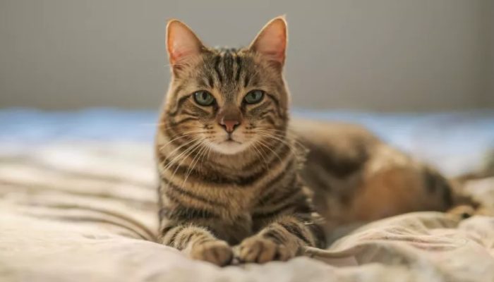 This cat went lost in 2015 and was found 1,400 miles distant six years later