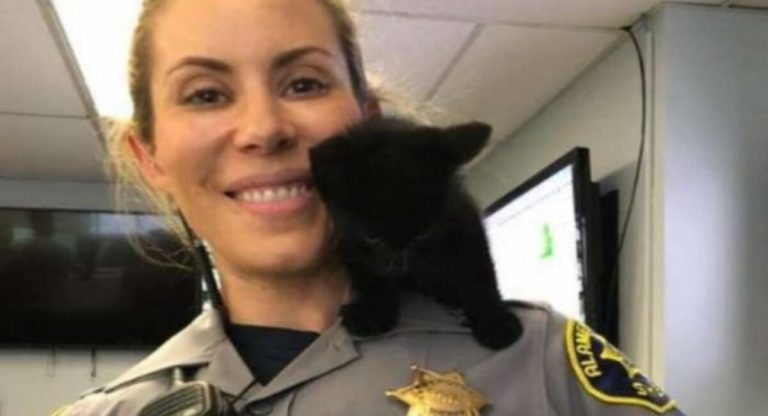 A little cat enters a police station and requests to be noticed.