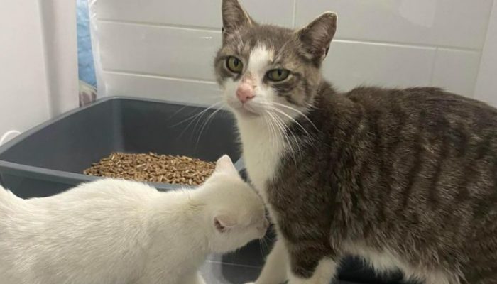 Kittens discovered with a cat behind a warehouse, one of which is quite loyal to its mother