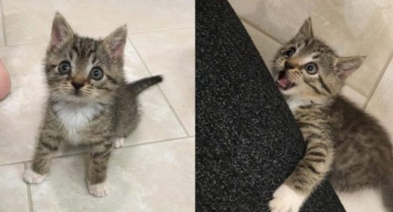 Until he discovered another cat to spend the rest of his life with, the kitten demanded everyone’s attention.