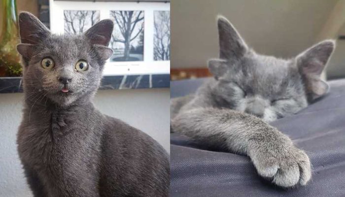 The cat with the unique appearance conquers the social media