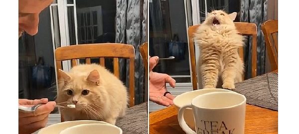 They gave the cat ice cream for the first time and looked at his reaction