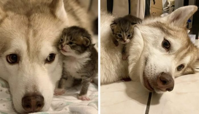 The 4 rescued cats cling to their dog, believing it to be their mother