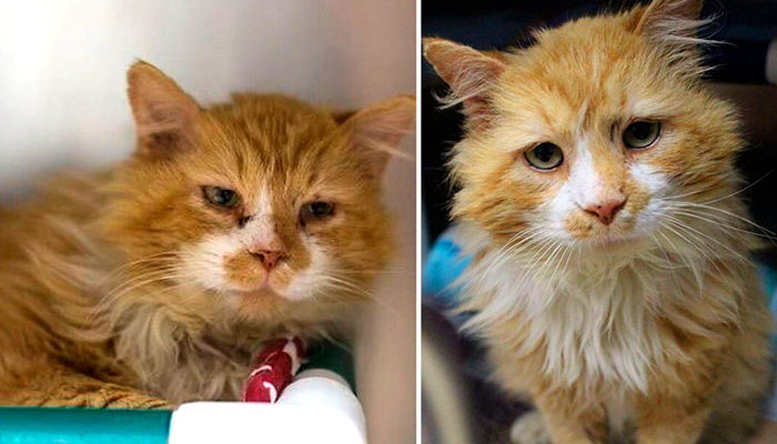 The cat walked 20 km to return to its owners, and they decided to euthanize it