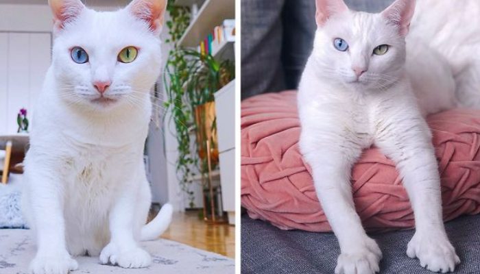 A rejected cat with two distinct eye colors and extra toes found a permanent home and is now quite happy