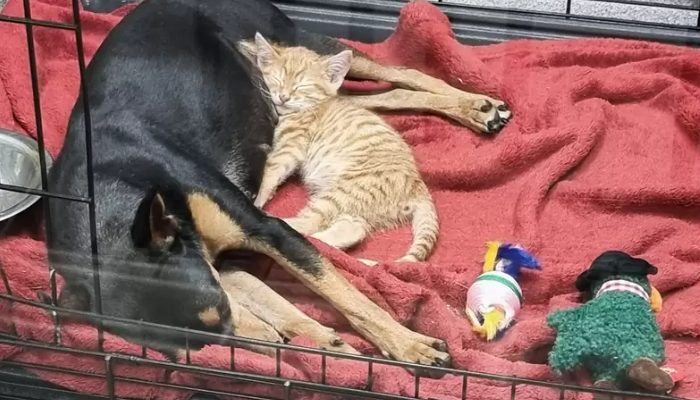 Rescue cat gets out of cage to console a lonely doggy at the vet