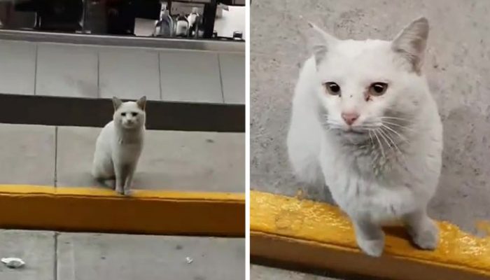 Every day a white cat visited the shop, sat at the door, and waited for something