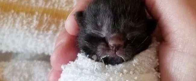 Caring people saved a tiny cat weighing only 50 grams