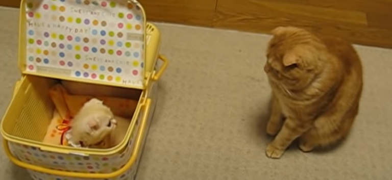 When mommy brought the basket home, the sweet cat didn’t know what’s inside, but when he found out, his reaction was so priceless