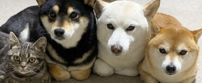 This cat made friends with dogs and now they are friendly and harmonious friends