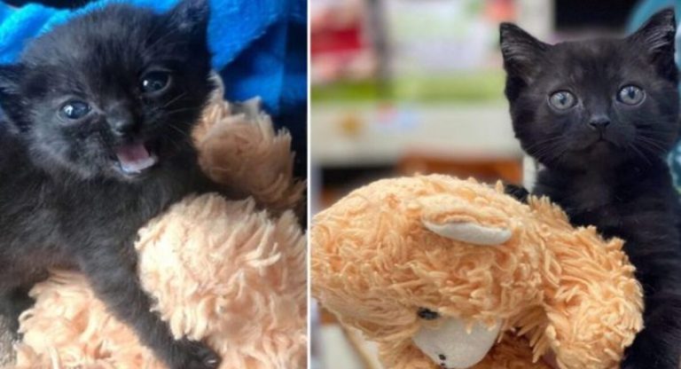 The little kitty has been taking her teddy bear everywhere since being found outside by herself.