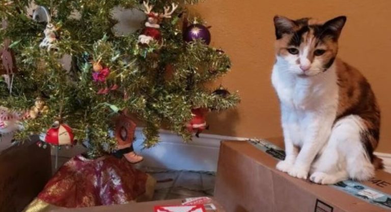 The cat loves Christmas so much that his owners give him a tree to play with all year long.